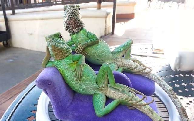 動物画像に生活感溢れるセリフを乗せるトピ