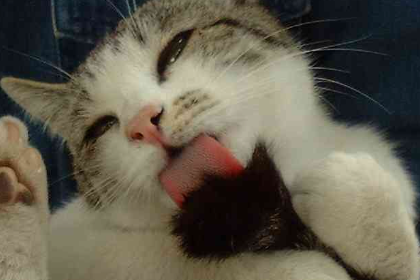 動物画像に生活感溢れるセリフを乗せるトピ