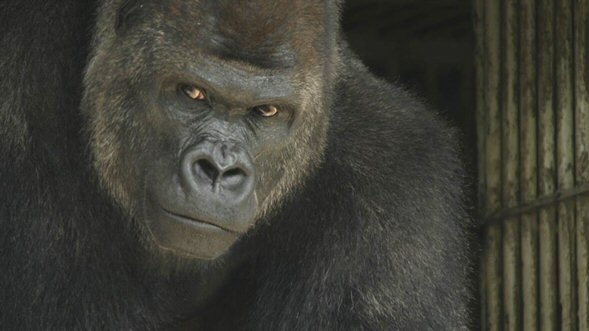 動物画像に生活感溢れるセリフを乗せるトピ