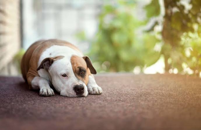 動物画像に生活感溢れるセリフを乗せるトピ