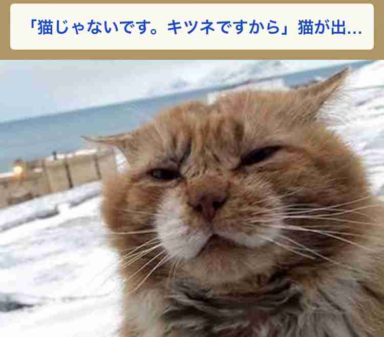 動物画像に生活感溢れるセリフを乗せるトピ