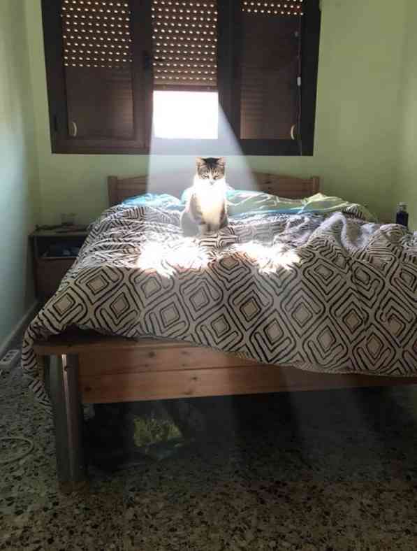 動物画像に生活感溢れるセリフを乗せるトピ