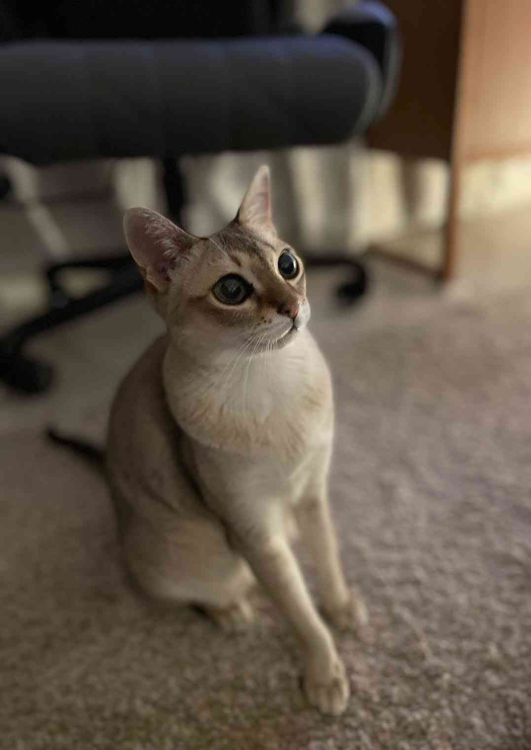 動物画像に生活感溢れるセリフを乗せるトピ