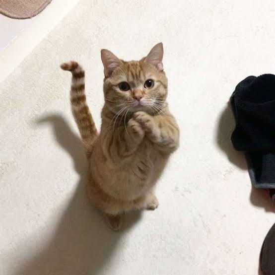 動物画像に生活感溢れるセリフを乗せるトピ