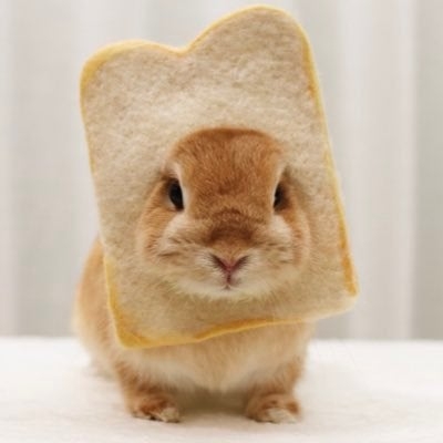 動物画像に生活感溢れるセリフを乗せるトピ