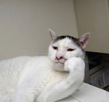 動物画像に生活感溢れるセリフを乗せるトピ