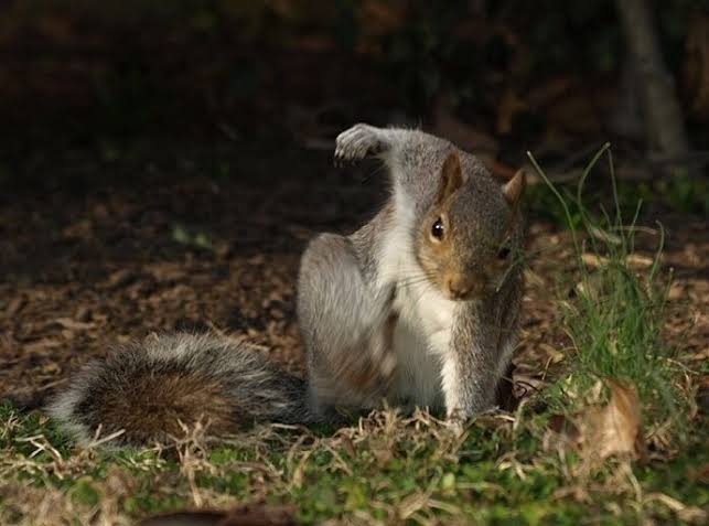 動物画像に生活感溢れるセリフを乗せるトピ