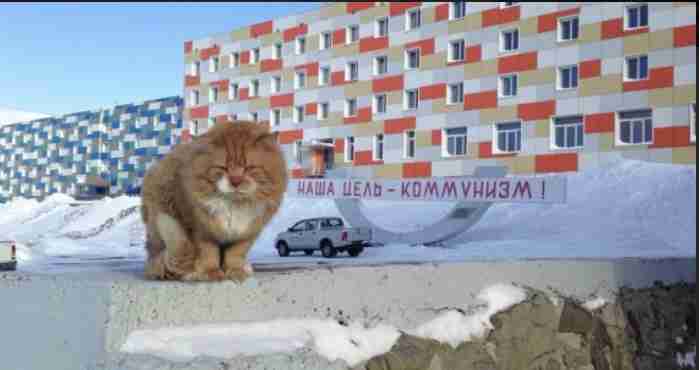 動物画像に生活感溢れるセリフを乗せるトピ