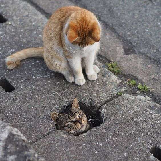 動物画像に生活感溢れるセリフを乗せるトピ