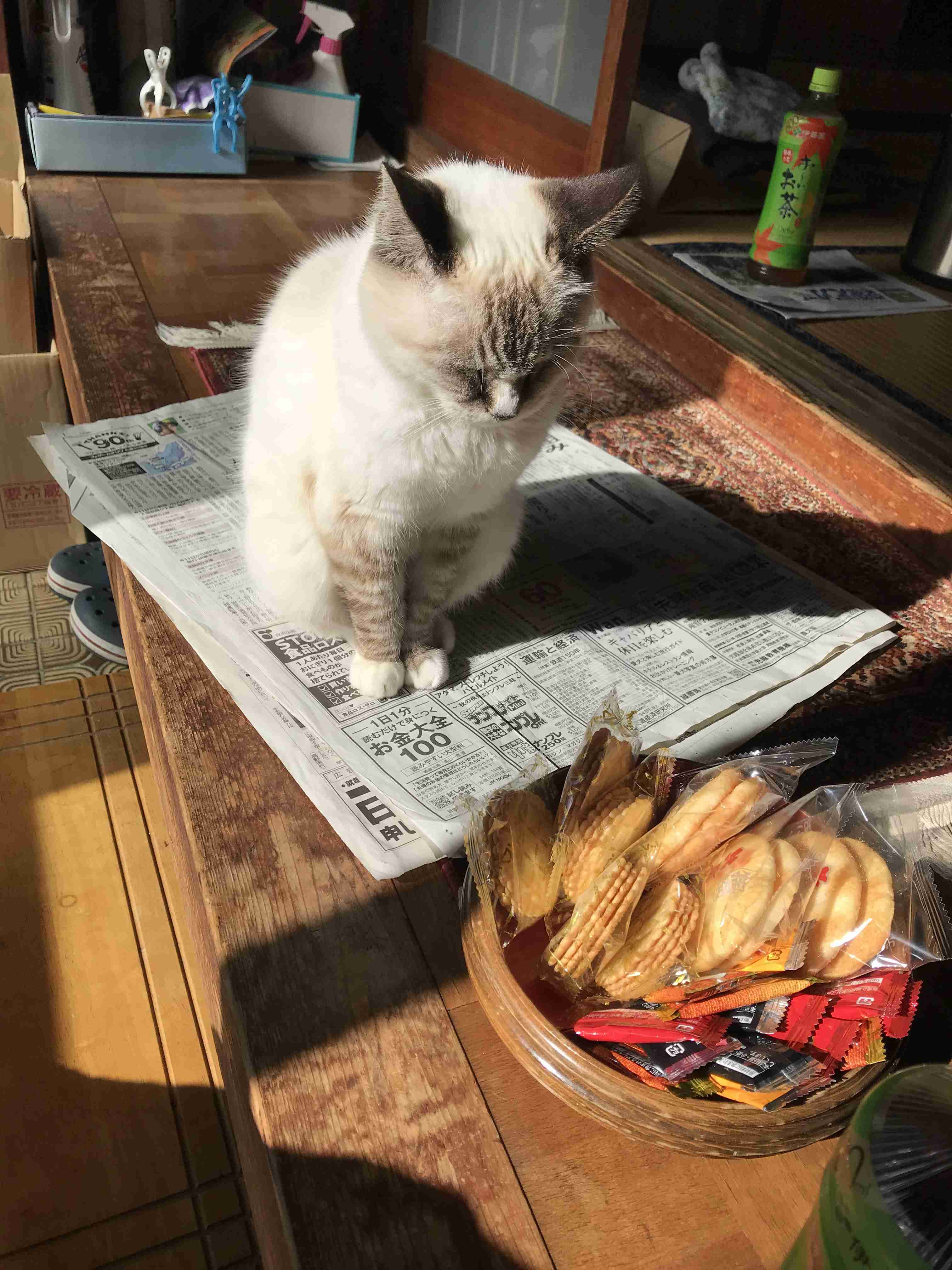 動物画像に生活感溢れるセリフを乗せるトピ