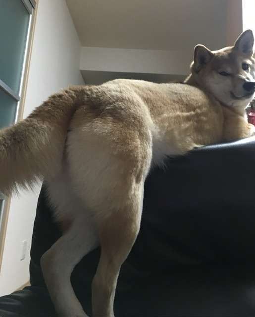 動物画像に生活感溢れるセリフを乗せるトピ