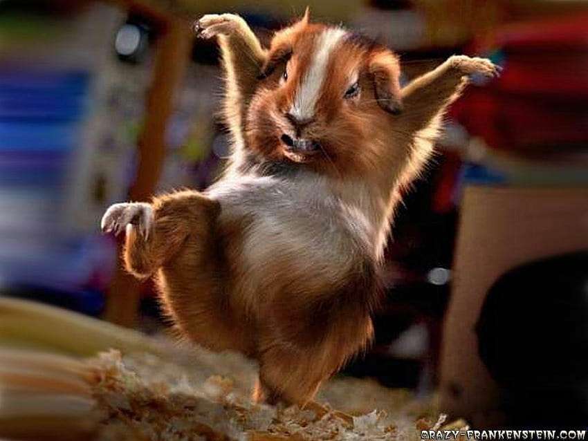 動物画像に生活感溢れるセリフを乗せるトピ