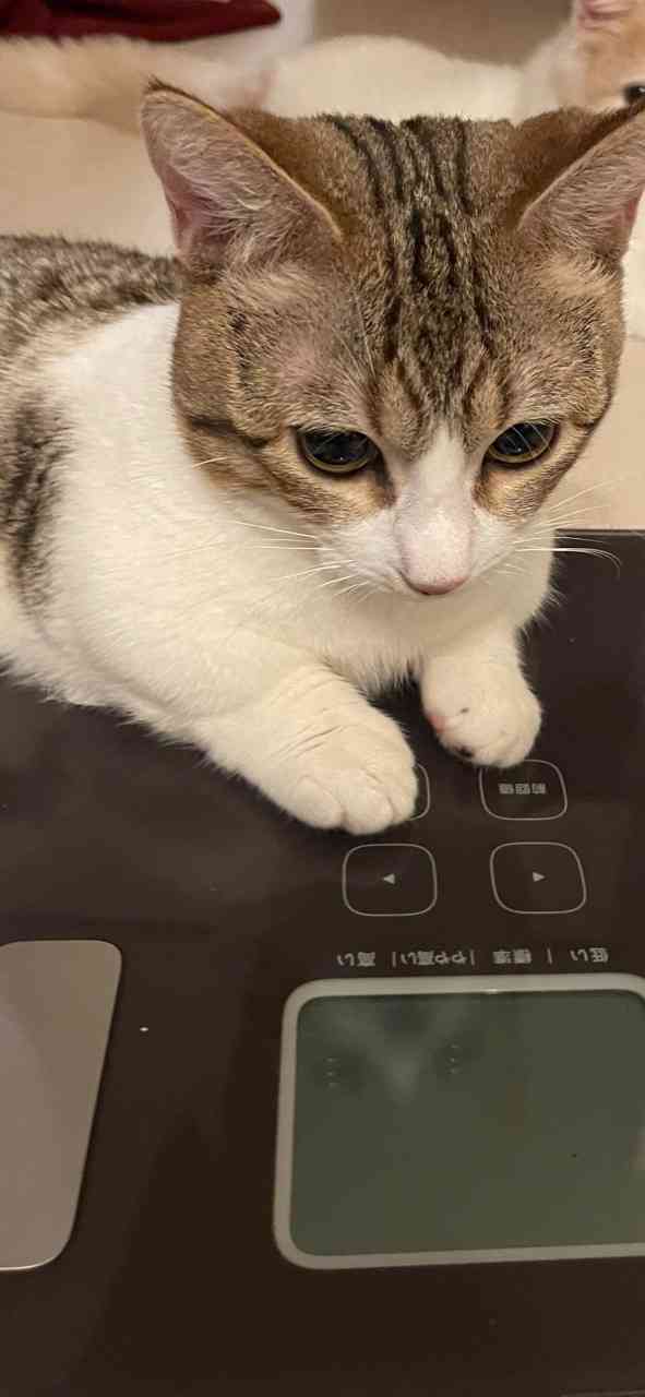 動物画像に生活感溢れるセリフを乗せるトピ