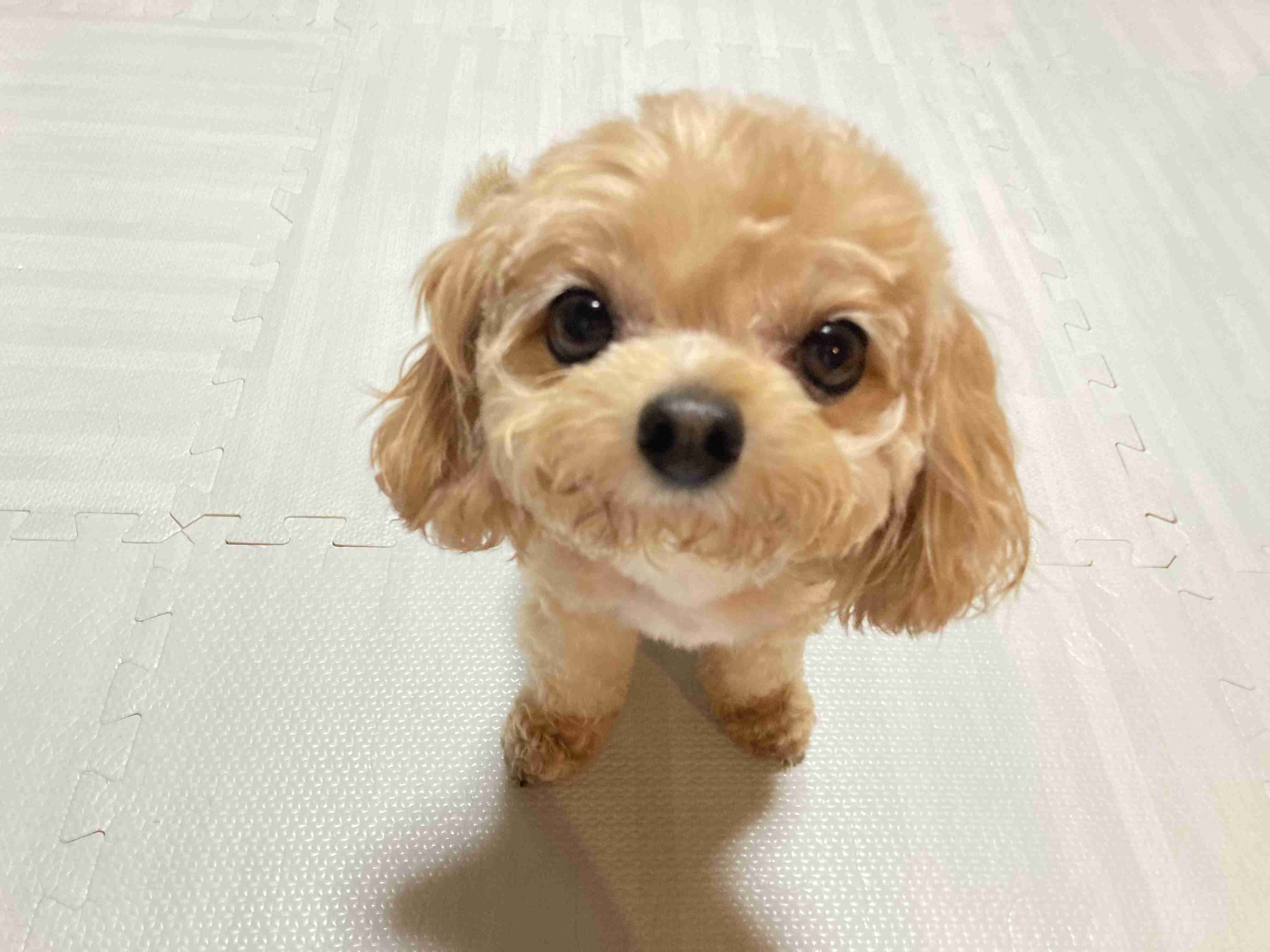 動物画像に生活感溢れるセリフを乗せるトピ