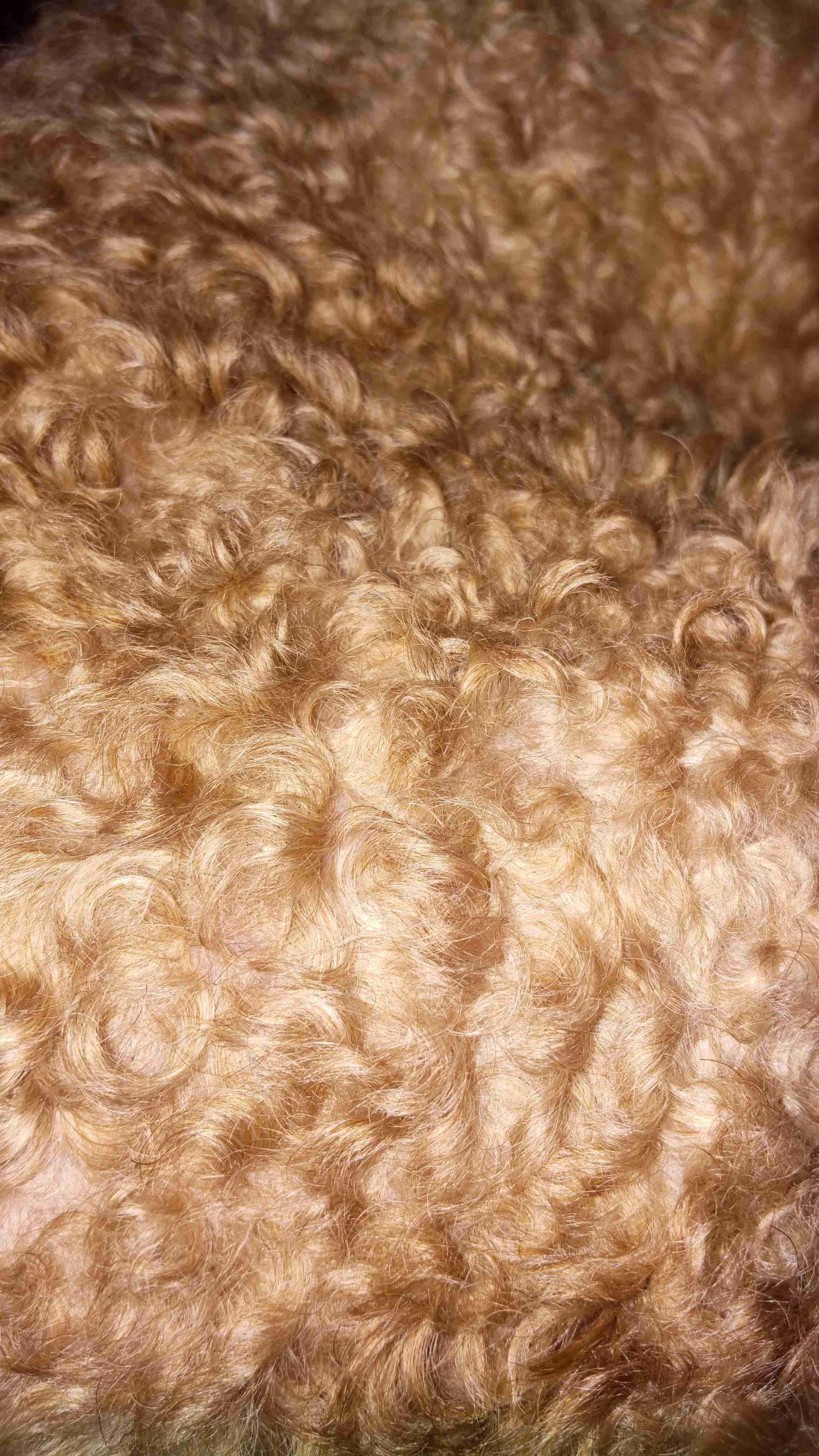 動物画像に生活感溢れるセリフを乗せるトピ