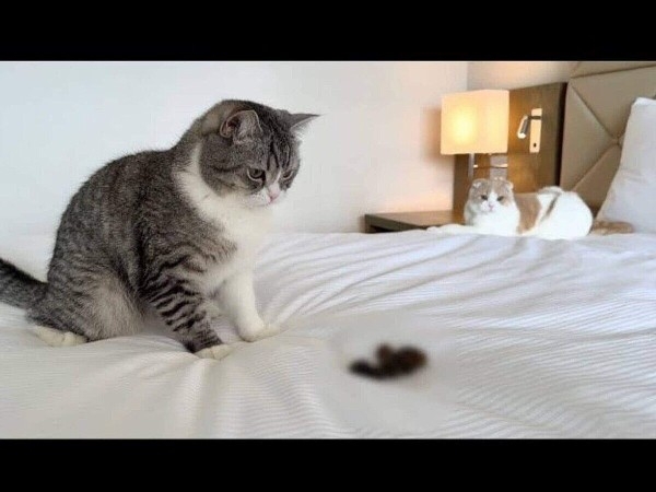 ホテルのベッドに猫が排泄も...そのまま撮影続行　「さすがに引いた」人気YouTuberに批判殺到→動画非公開に