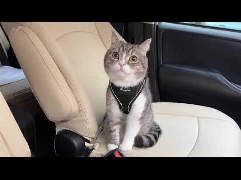 ホテルのベッドに猫が排泄も...そのまま撮影続行　「さすがに引いた」人気YouTuberに批判殺到→動画非公開に