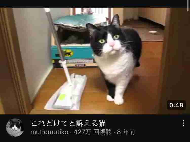 ホテルのベッドに猫が排泄も...そのまま撮影続行　「さすがに引いた」人気YouTuberに批判殺到→動画非公開に