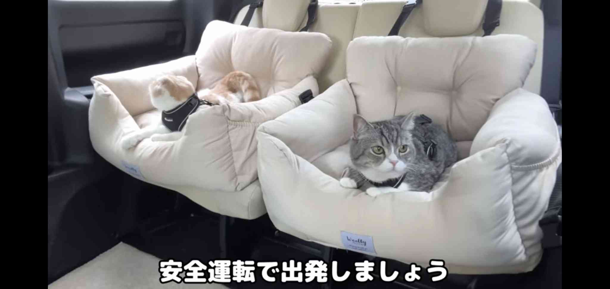ホテルのベッドに猫が排泄も...そのまま撮影続行　「さすがに引いた」人気YouTuberに批判殺到→動画非公開に