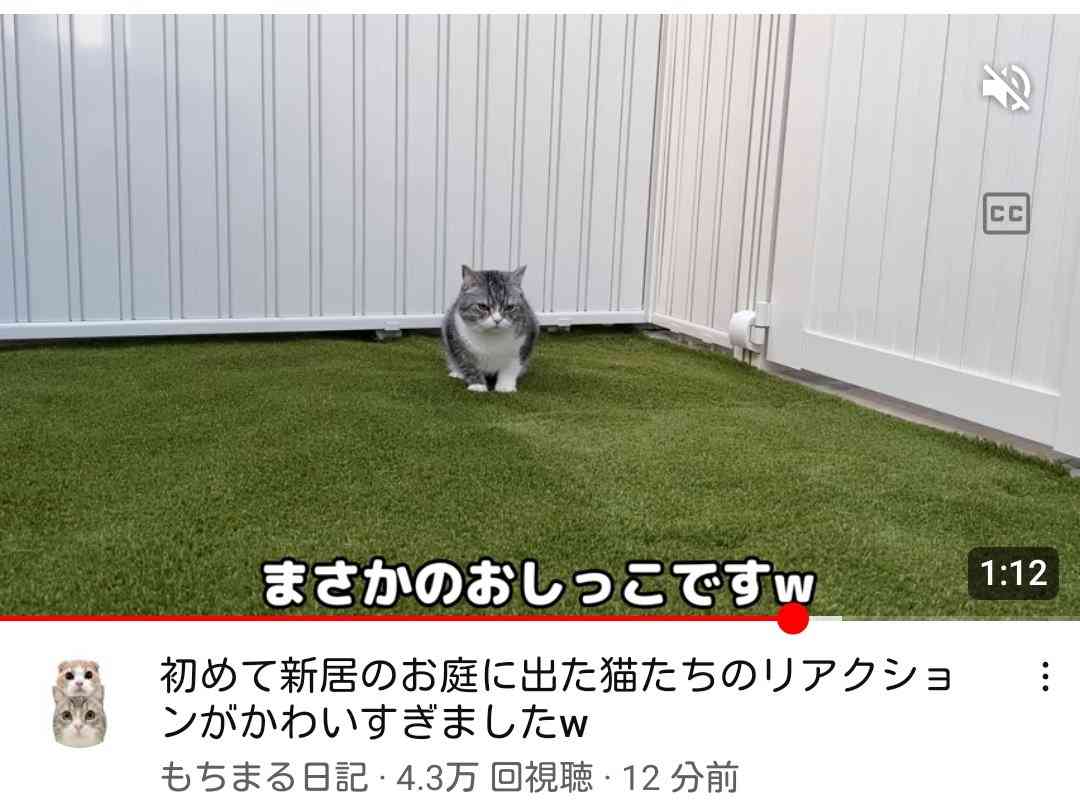 ホテルのベッドに猫が排泄も...そのまま撮影続行　「さすがに引いた」人気YouTuberに批判殺到→動画非公開に