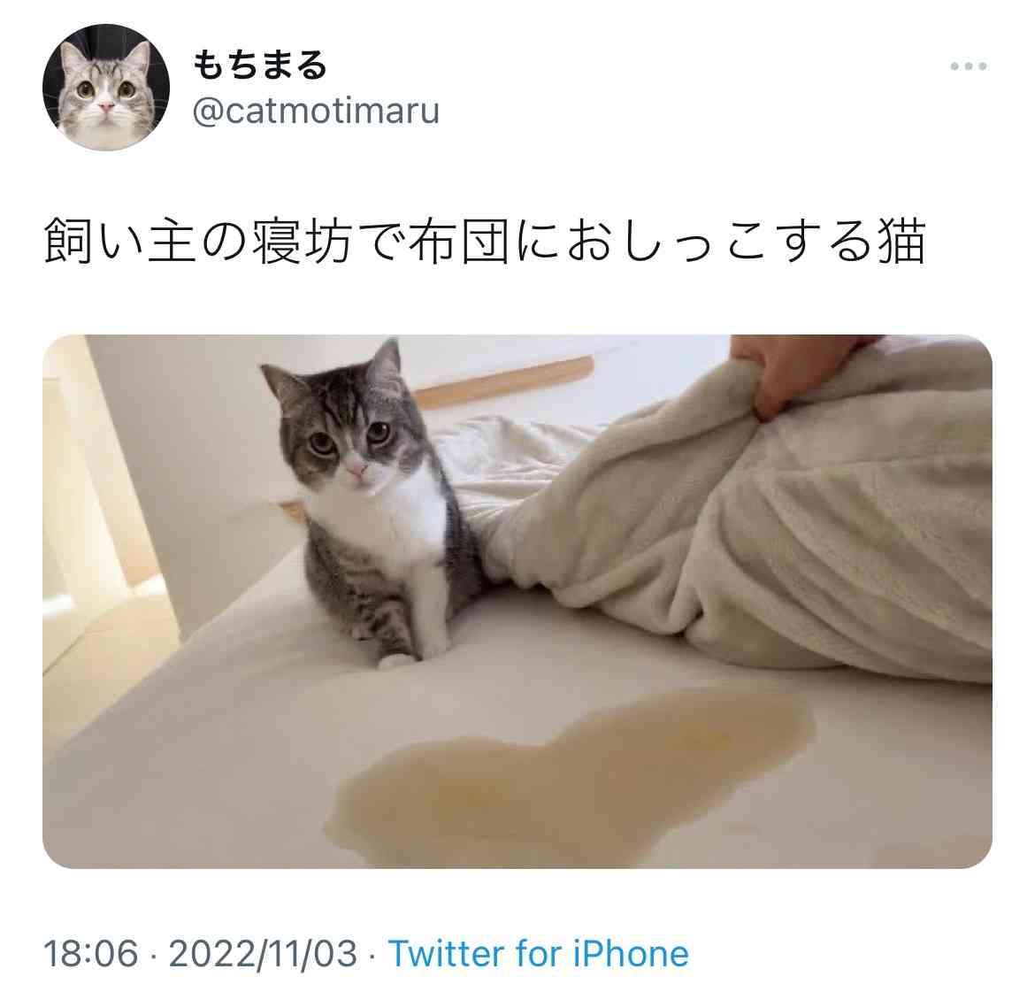 ホテルのベッドに猫が排泄も...そのまま撮影続行　「さすがに引いた」人気YouTuberに批判殺到→動画非公開に