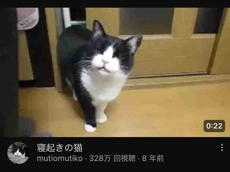 ホテルのベッドに猫が排泄も...そのまま撮影続行　「さすがに引いた」人気YouTuberに批判殺到→動画非公開に
