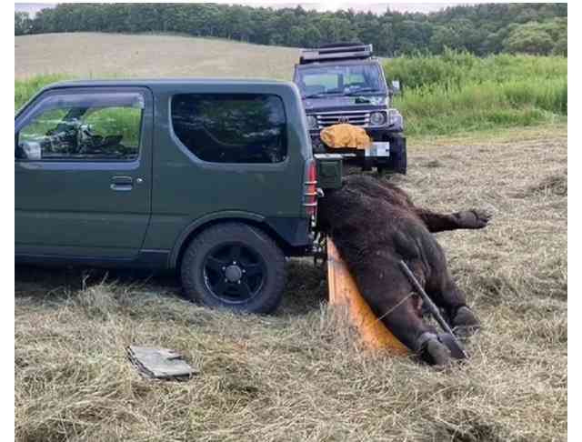 ＜最凶ヒグマOSO18＞駆除したのは役場職員の鹿撃ち「怪我で弱ってたんじゃないか」お手柄にもかかわらず、役場も本人も諸手を挙げて喜べない理由