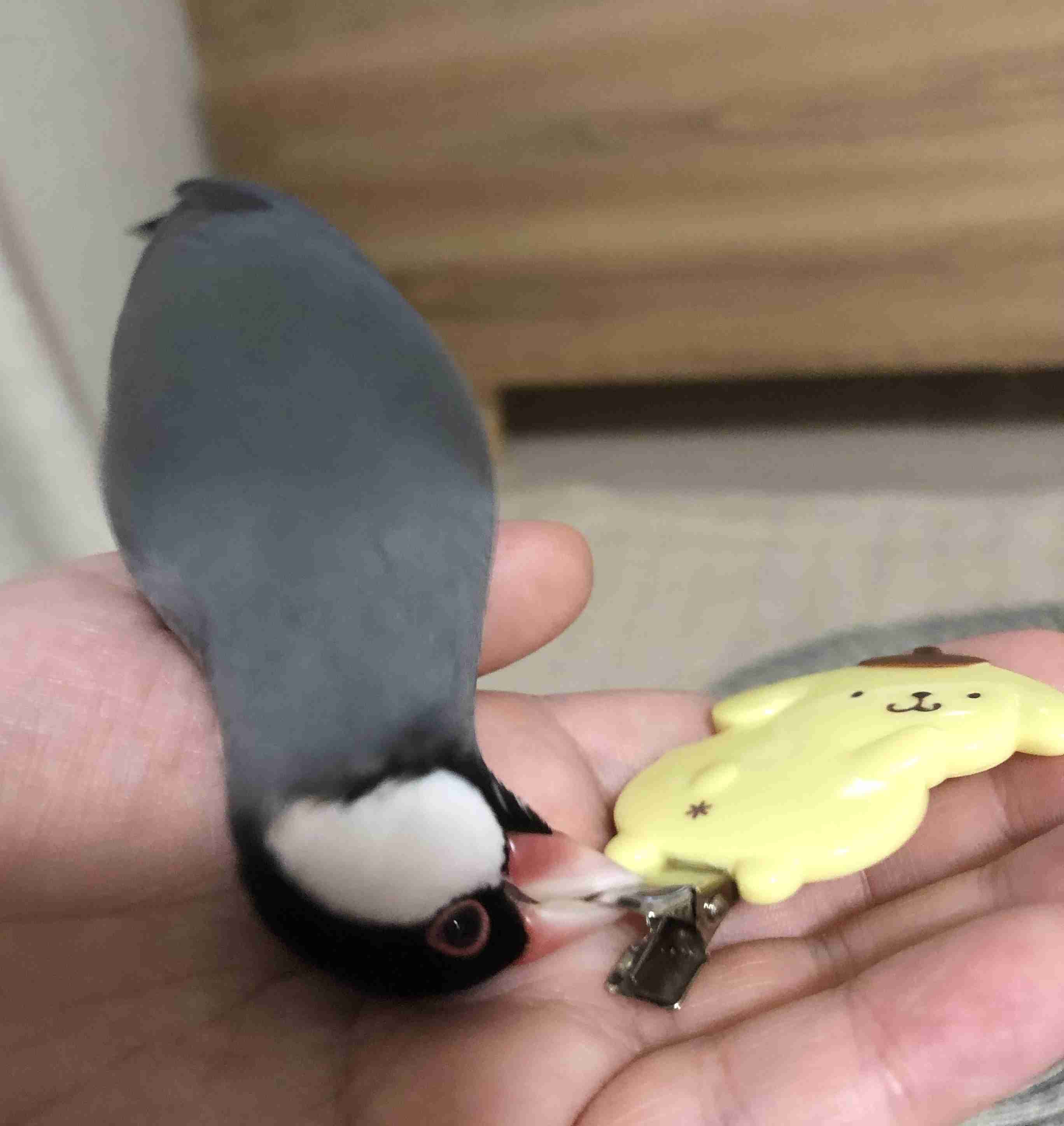 あなたが今手に持っているモノを自慢するトピ
