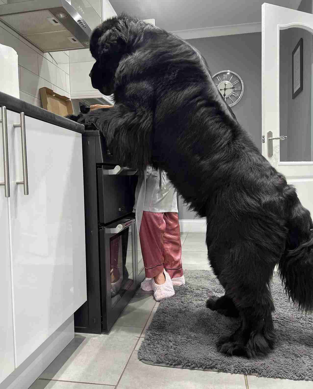 生後1歳半で体重70キロの超大型犬　まだ成長中で12キロ増える可能性も（英）