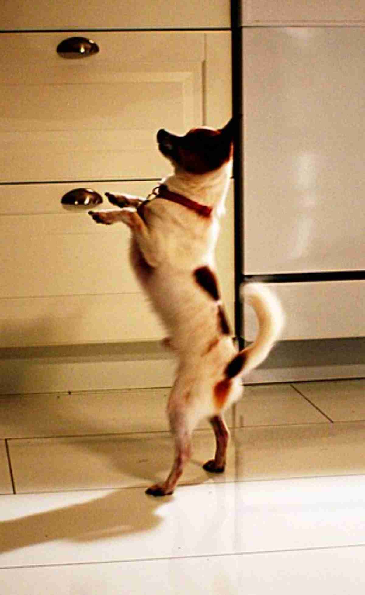 生後1歳半で体重70キロの超大型犬　まだ成長中で12キロ増える可能性も（英）