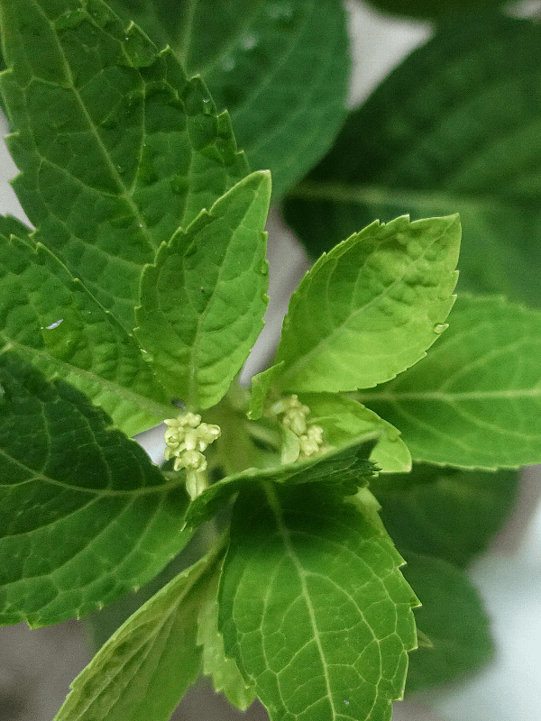 【ガーデニング】ガルちゃん園芸部【花・植物】part.27