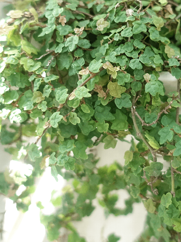 【ガーデニング】ガルちゃん園芸部【花・植物】part.27