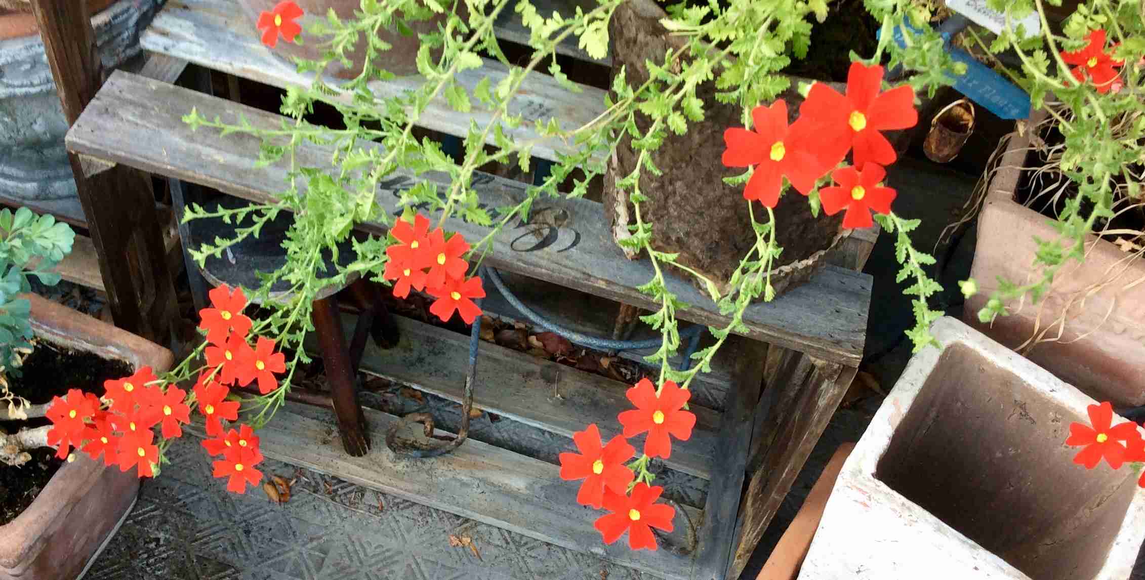 【ガーデニング】ガルちゃん園芸部【花・植物】part.27