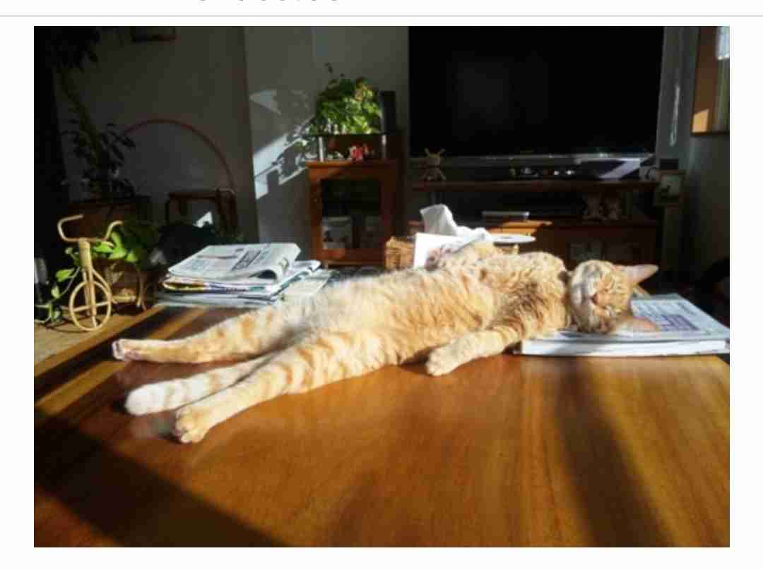 ペットのトイレ家のどこに置いてる？