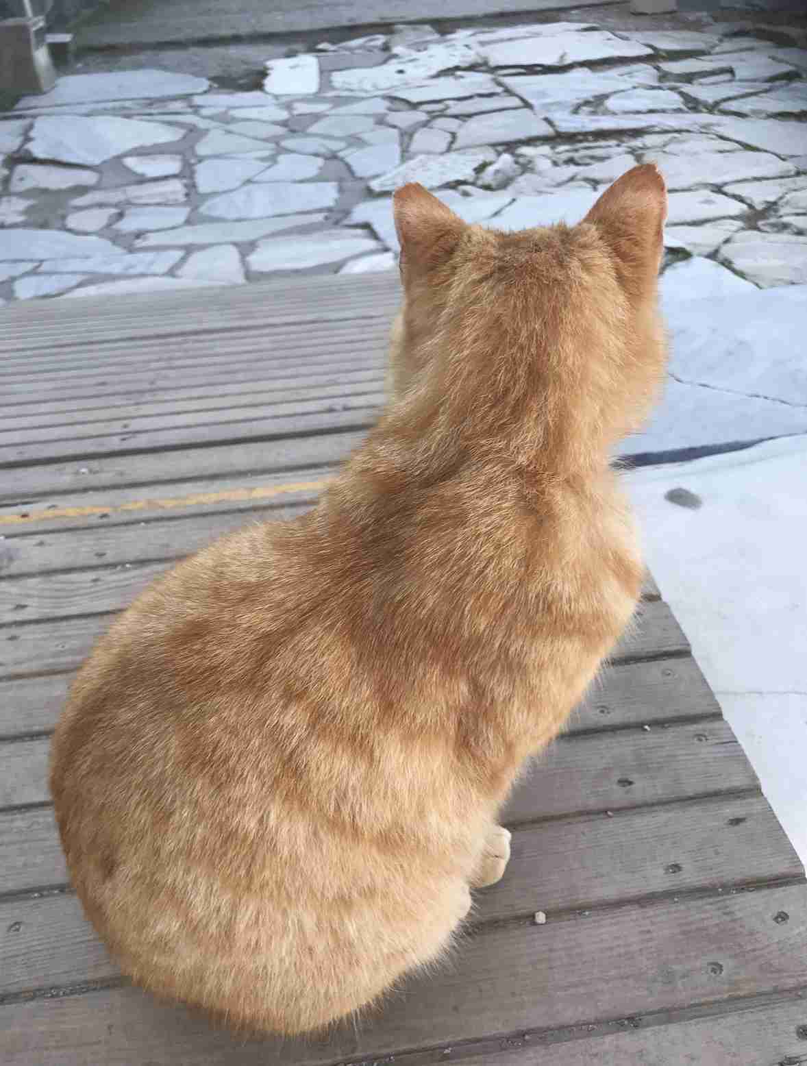 自分で撮った海外の写真を貼ってどこの国か当ててもらうトピ