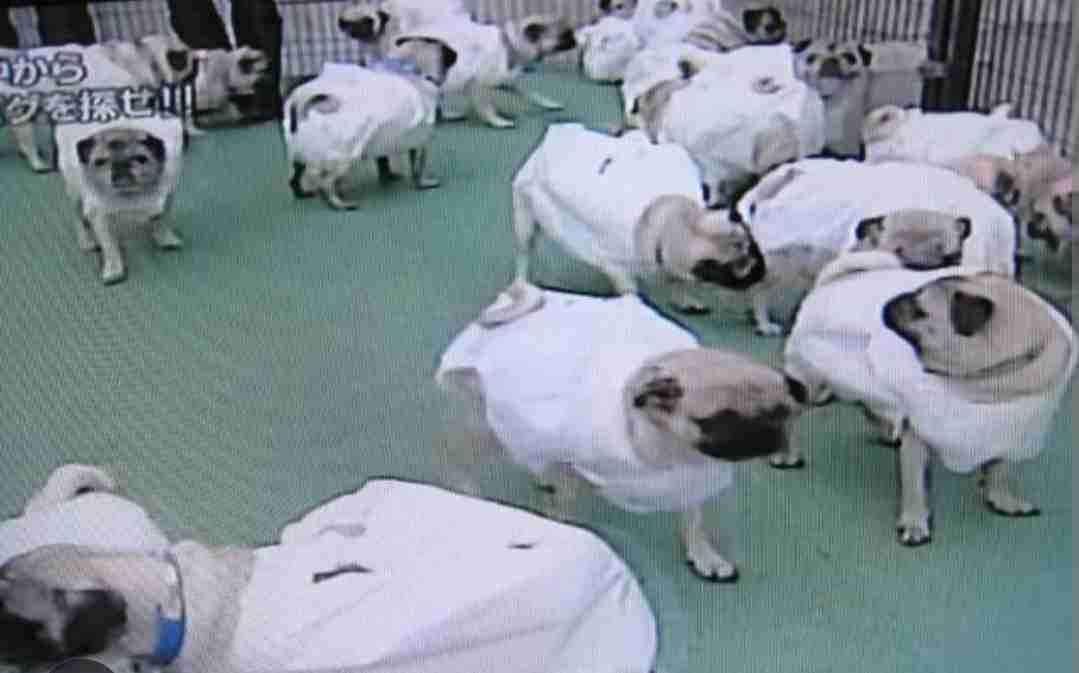 探偵ナイトスクープについて話しましょう！！