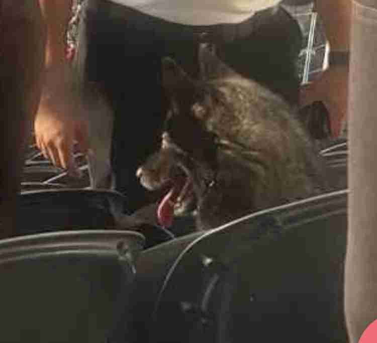 行方不明になった愛犬、ヘヴィメタル・バンドのライブ会場で見つかり飼い主も大笑い(米)