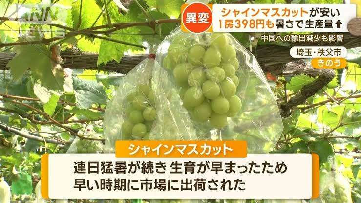 ブロッコリー1株が321円…消費者の財布直撃!猛暑で野菜価格高騰 いつになったら落ち着くの?【岡山】