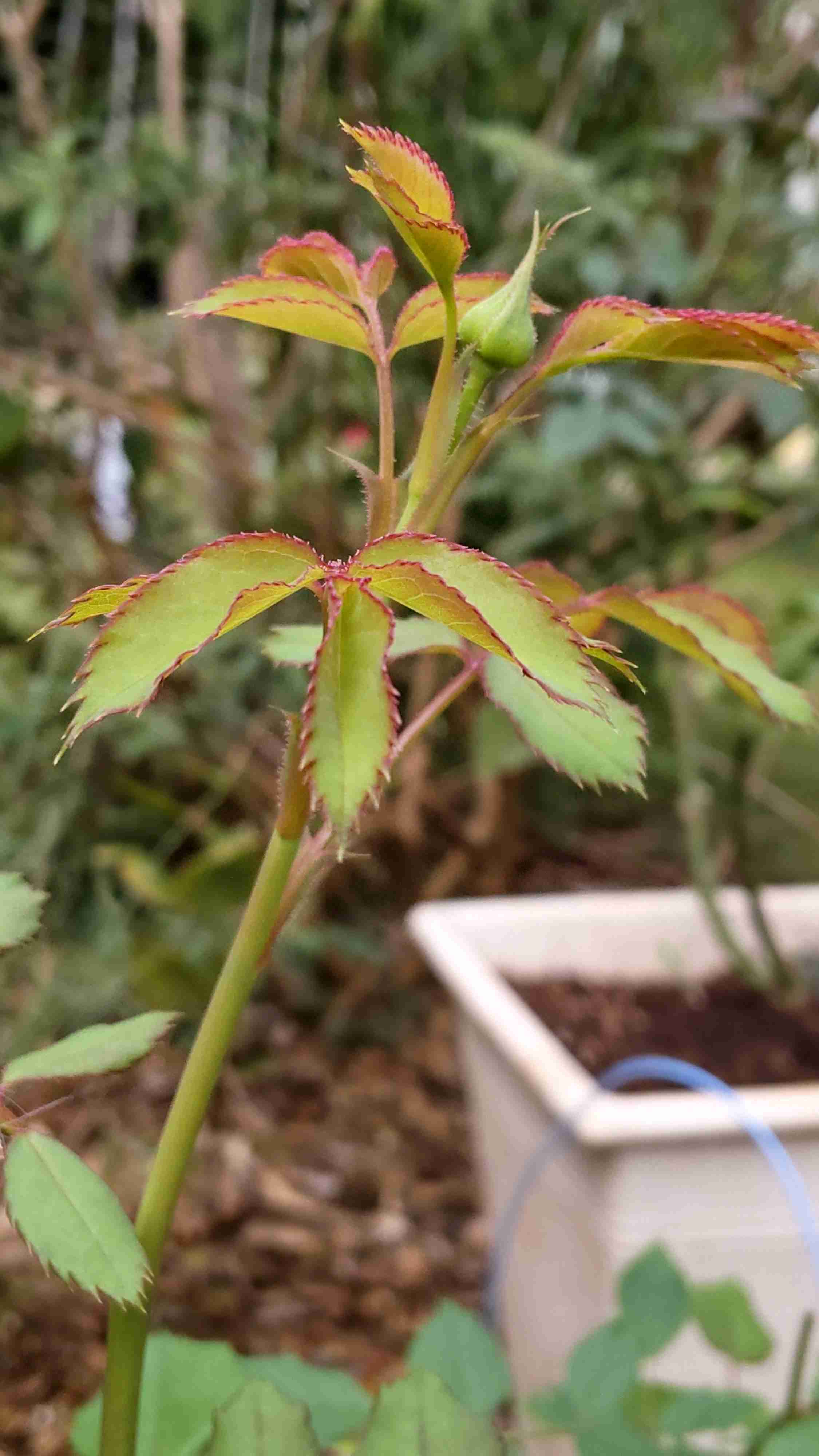 【ガーデニング】ガルちゃん園芸部【花・植物】part.28