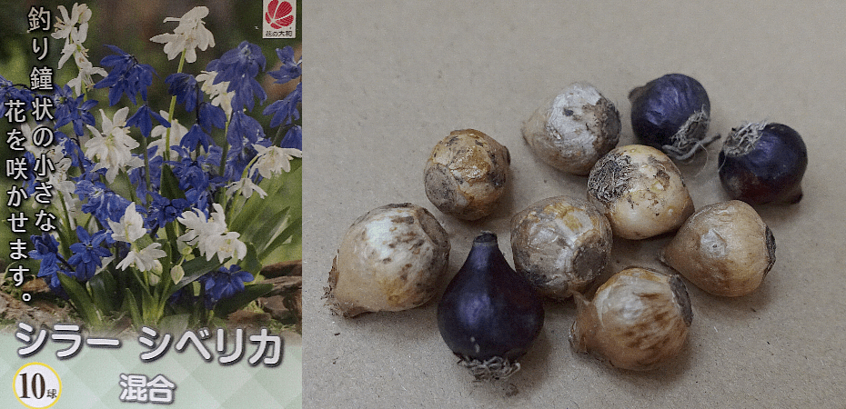 【ガーデニング】ガルちゃん園芸部【花・植物】part.28