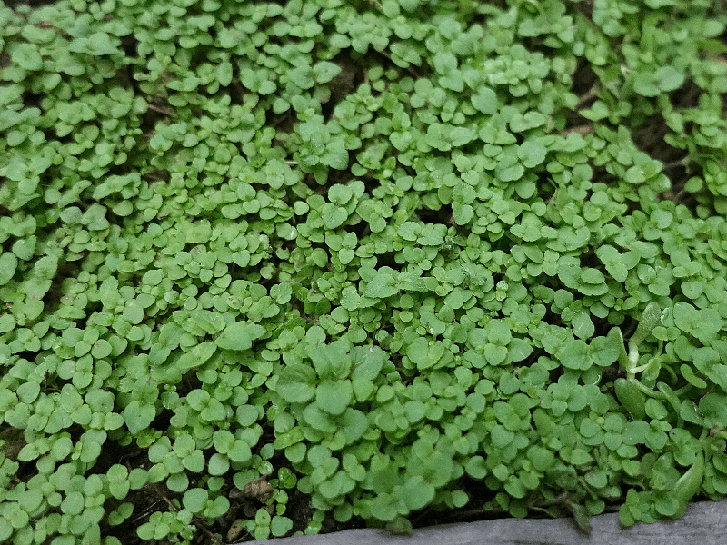 【ガーデニング】ガルちゃん園芸部【花・植物】part.28