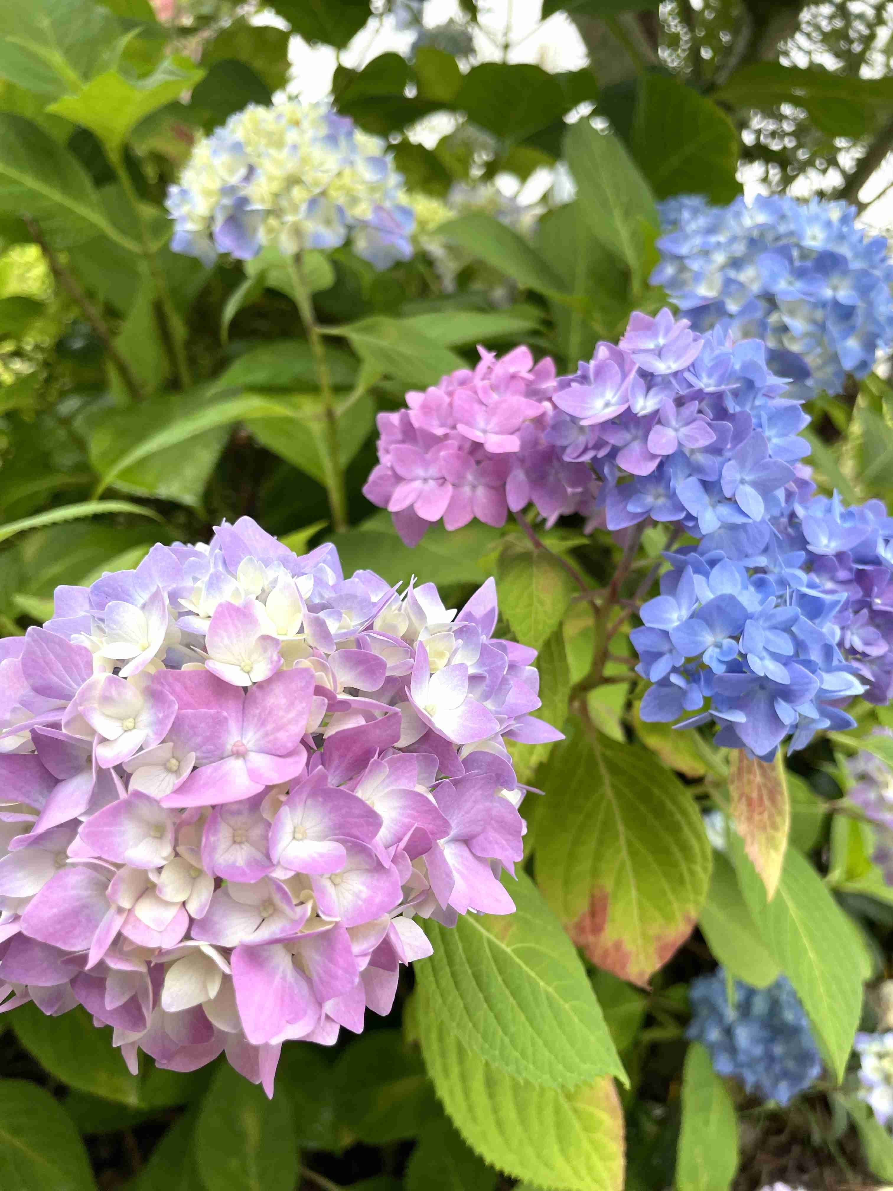 【ガーデニング】ガルちゃん園芸部【花・植物】part.28