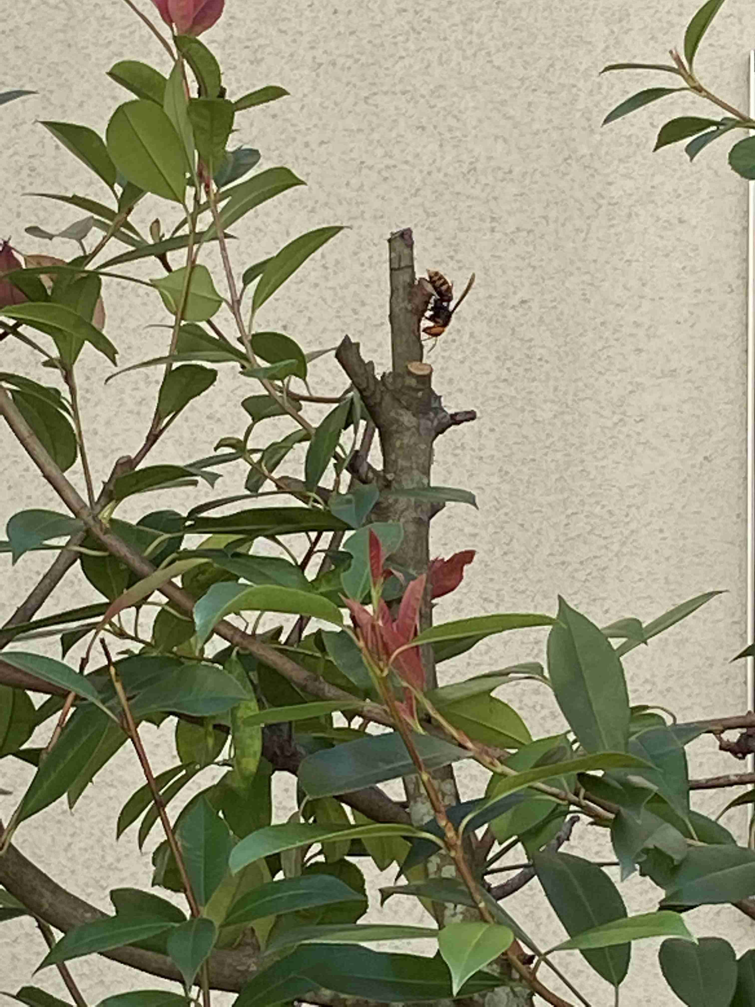 【知恵を貸して】蜂が巣を作った