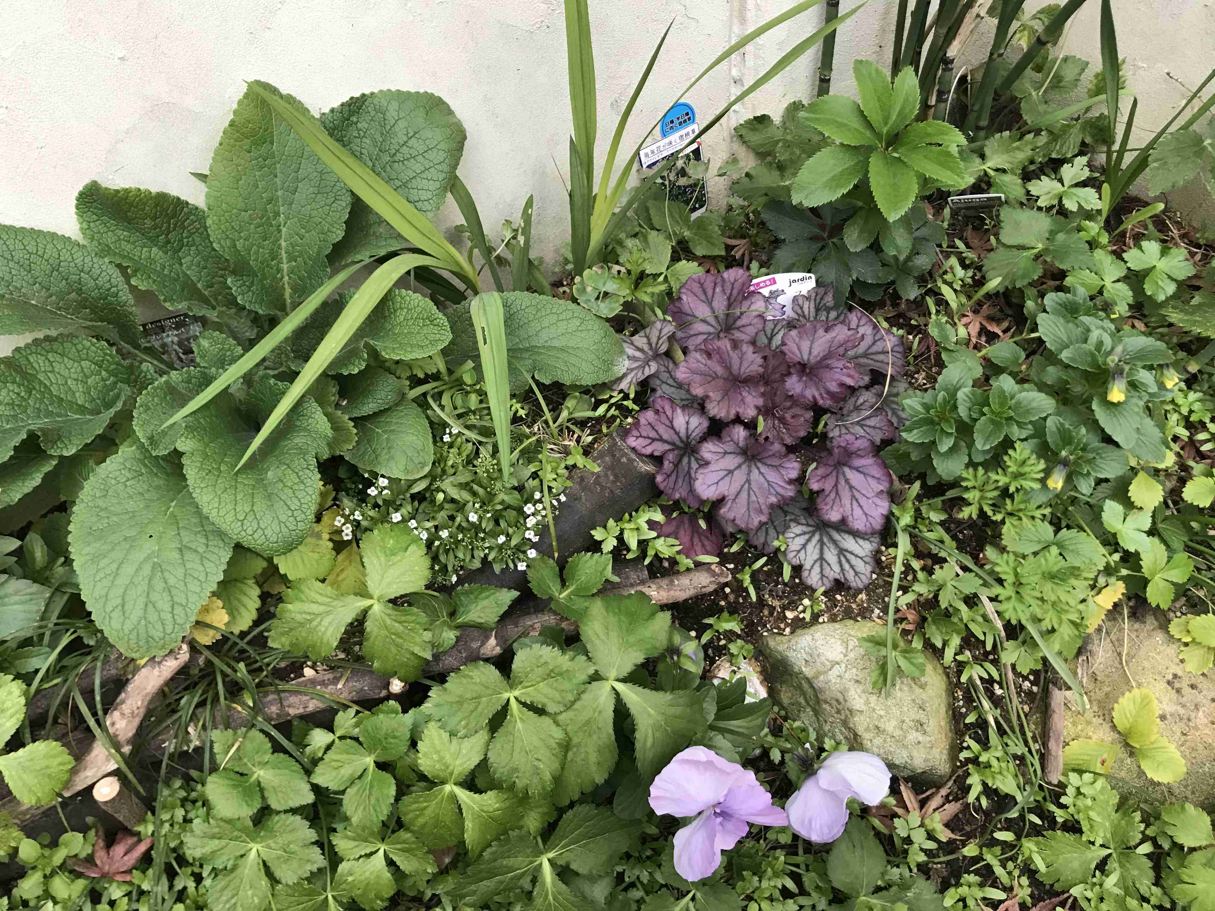 家庭菜園【晩夏〜秋】