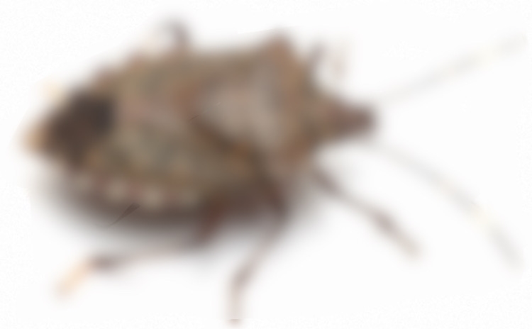 カメムシ対策