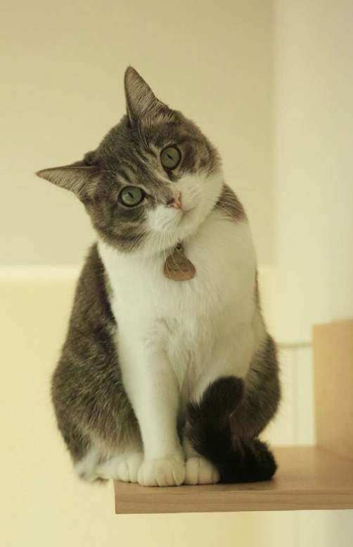 【おばさん限定】おばさんが背伸びせずおばさんぽいことを書くトピ