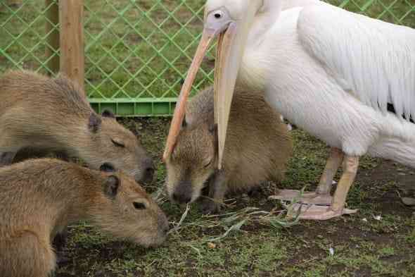 【二次元】苛々したときに視界に入れたいキャラ