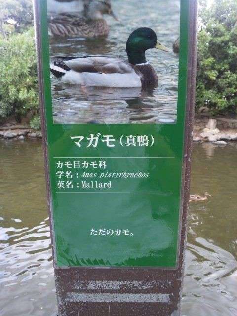 【芸能人の画像禁止】笑いのツボが浅いガル民に見せたい画像やgifが集まるトピ【悪意禁止】part3