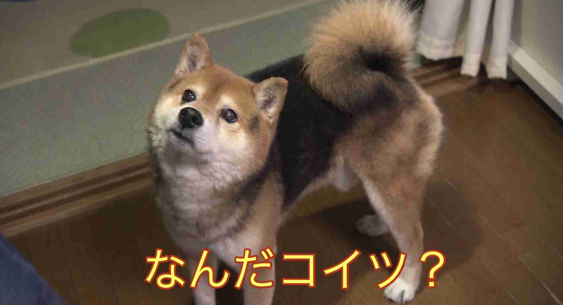 菅田将暉&小松菜奈夫妻の2ショットに反響「ビジュ強すぎ」“投稿時間”にも注目集まる