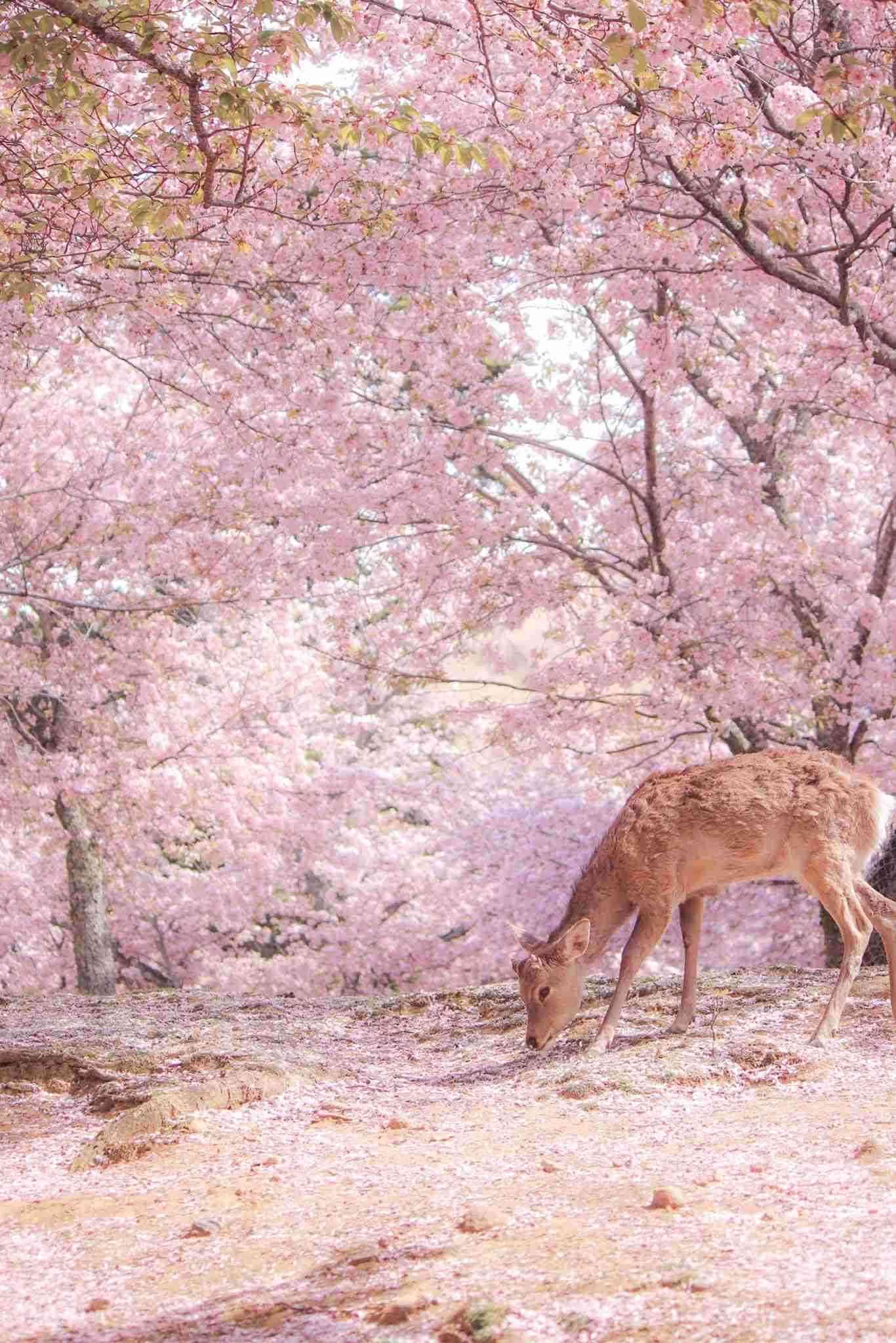 社交不安障害の人いる？